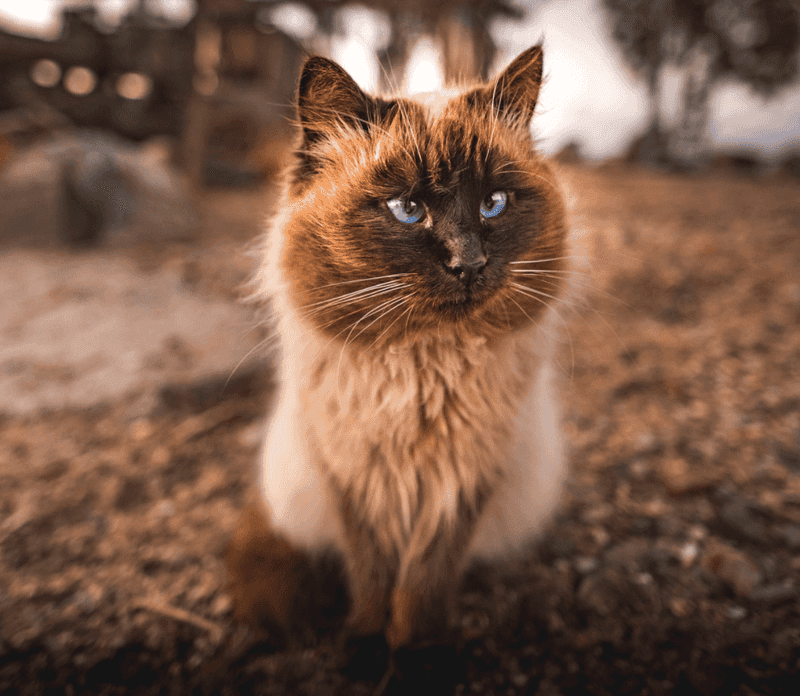 Himalayan – Mira