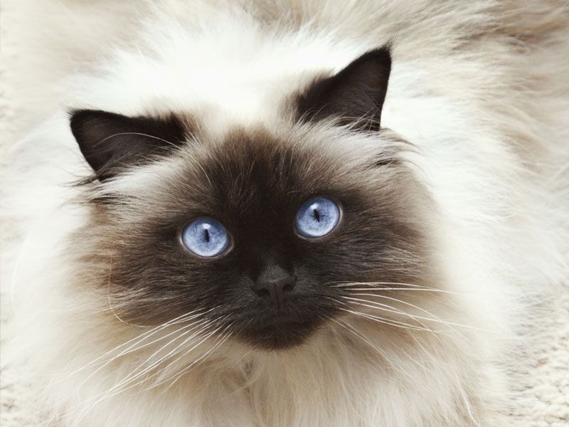 Himalayan
