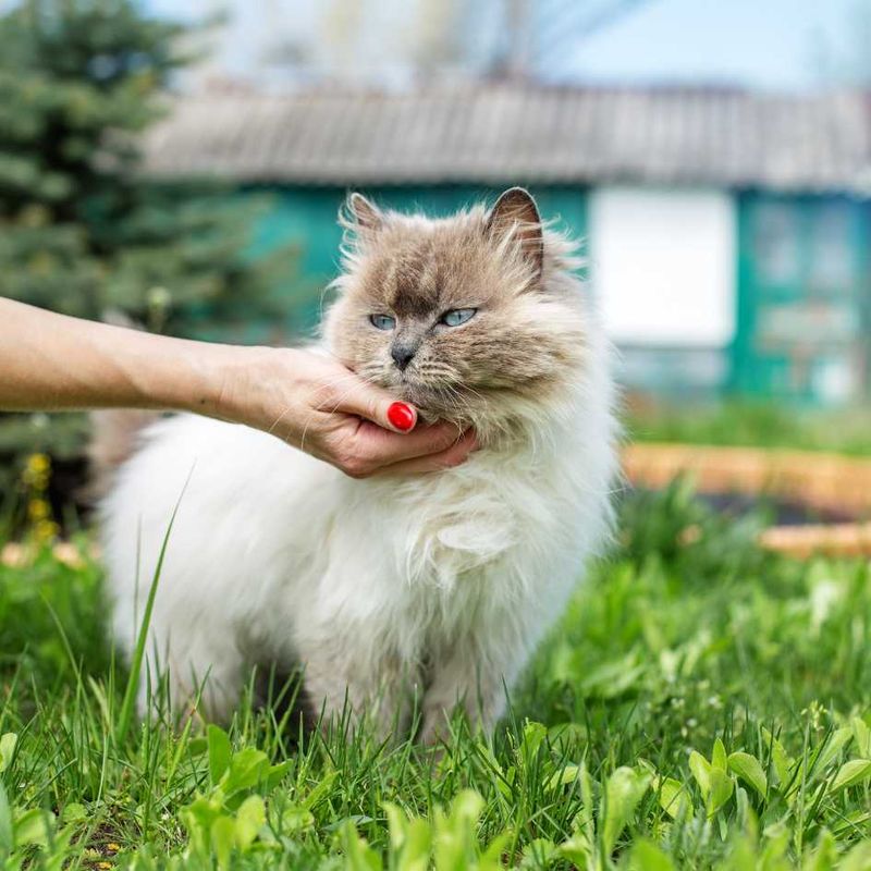 Himalayan