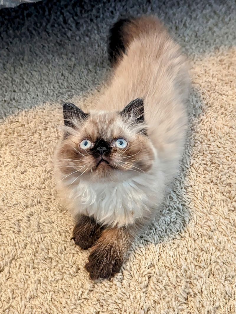 Himalayan