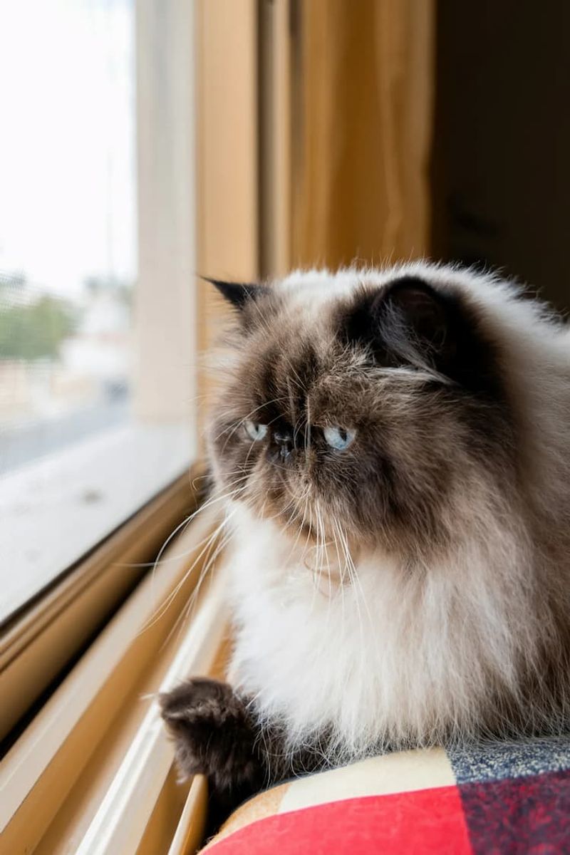Himalayan