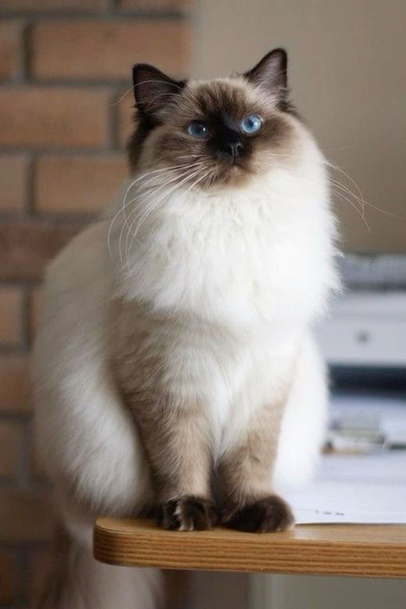 Himalayan