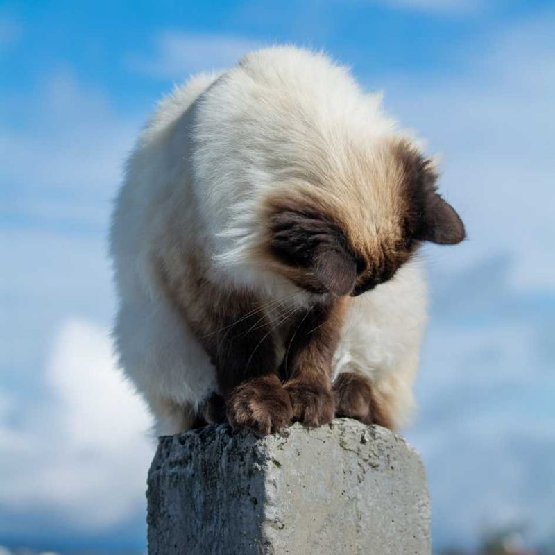 Himalayan