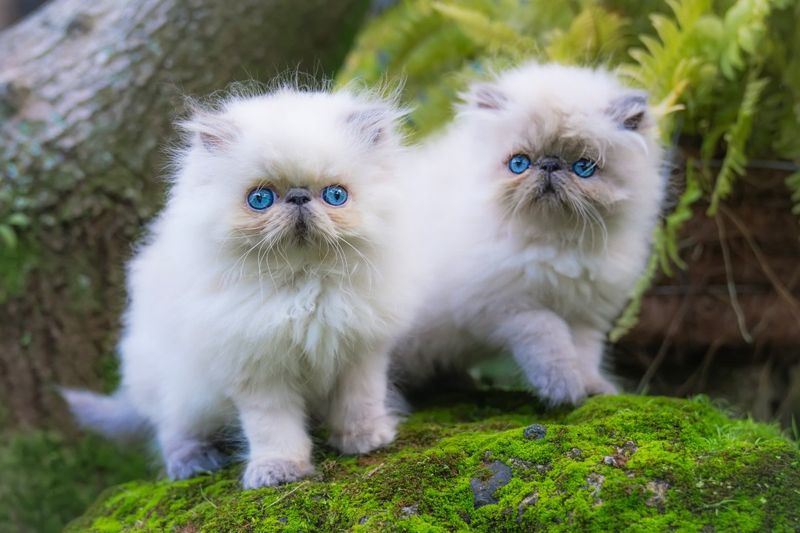 Himalayan
