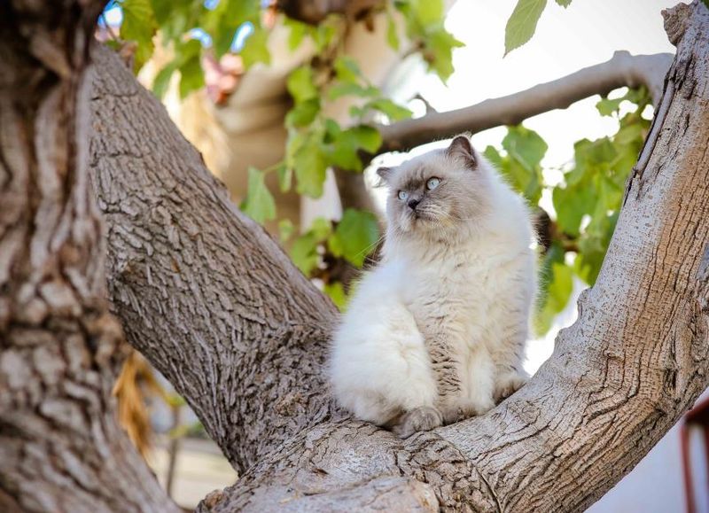 Himalayan