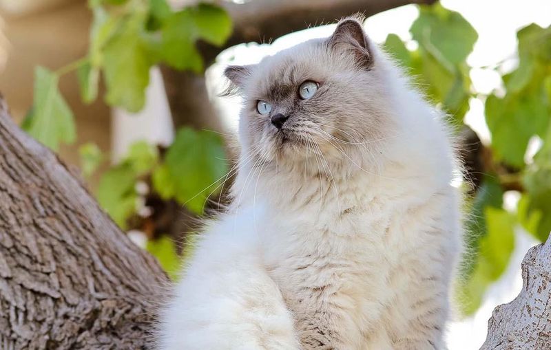 Himalayan