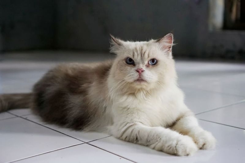 Himalayan
