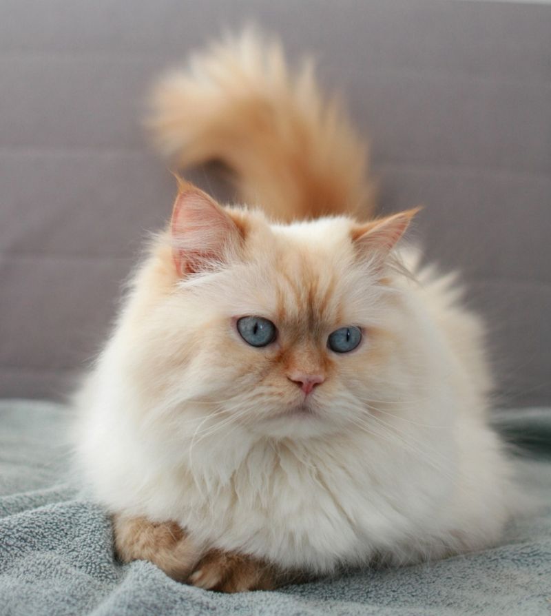 Himalayan