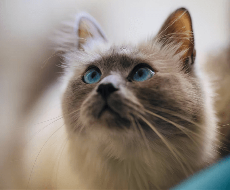 Himalayan Persian: The Blue-Eyed Beauty