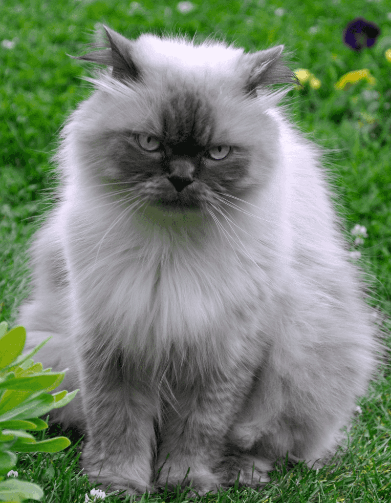 Himalayan