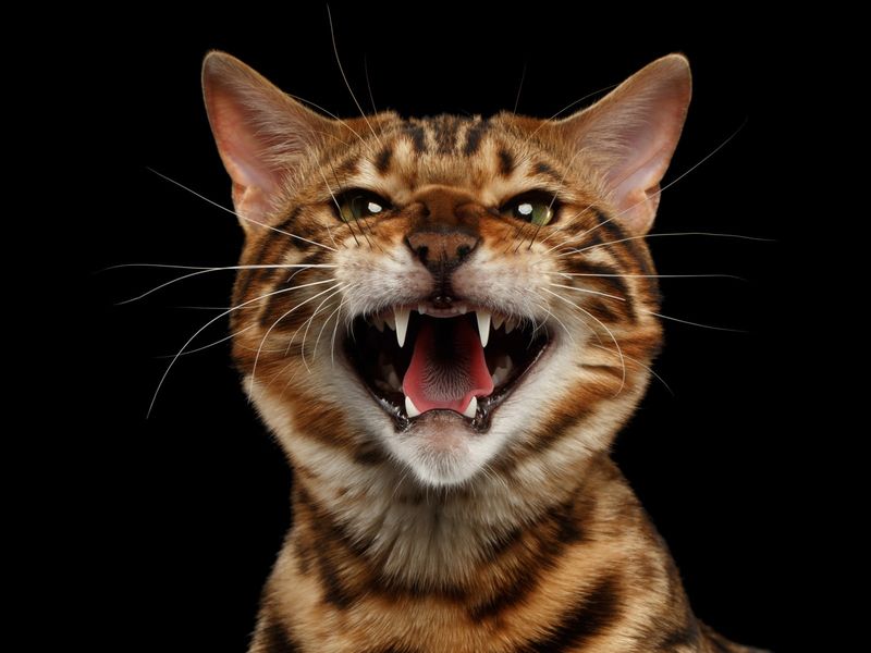Hissing or Spitting Sounds