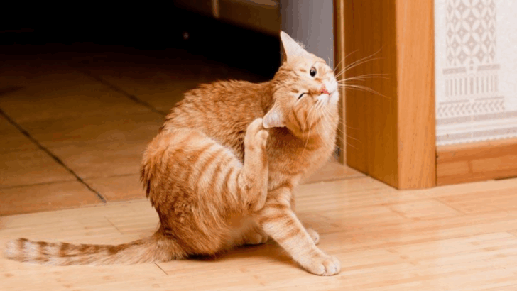 How to Help Your Itchy Cat Feel Better in 19 Steps