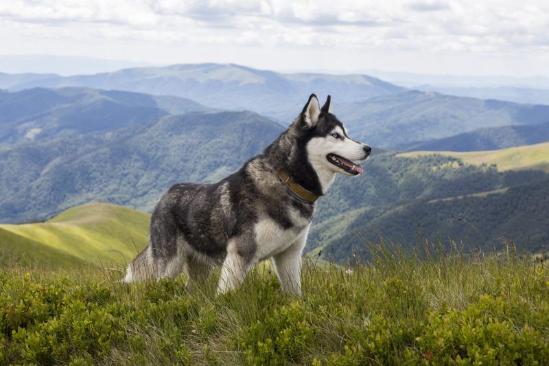 Husky Dogs