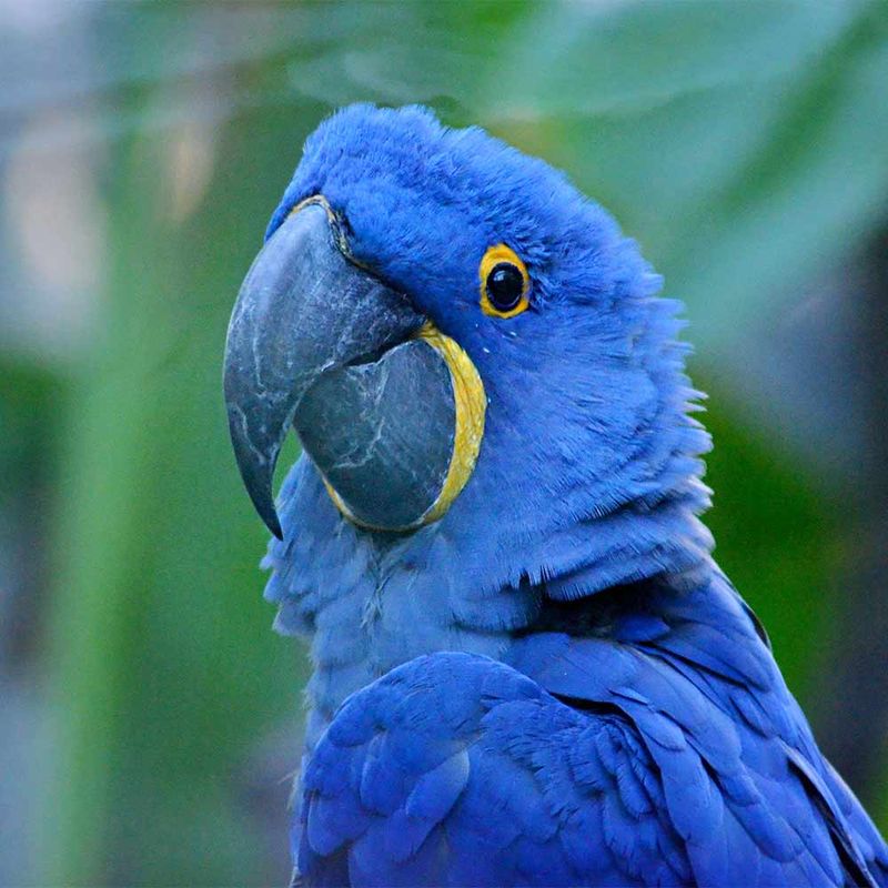 Hyacinth Macaw