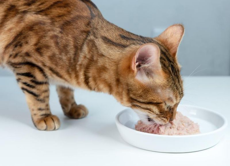 Hydration Benefits of Wet Cat Food