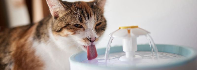 Hydration