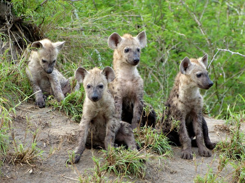 Hyenas