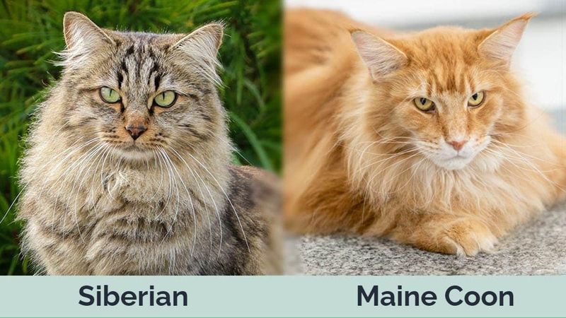 Hypoallergenic Qualities