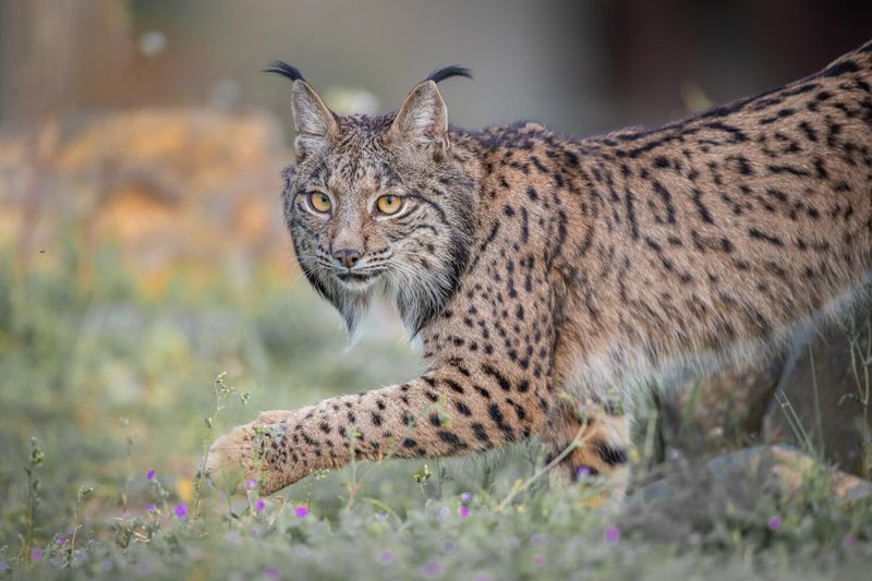 Iberian Lynx