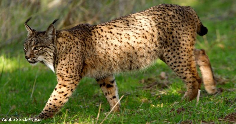 Iberian Lynx