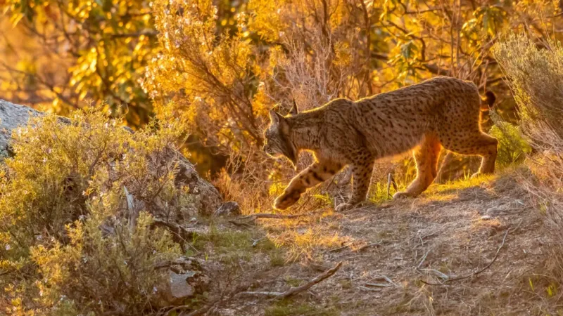 Iberian Lynx (Lynx pardinus)