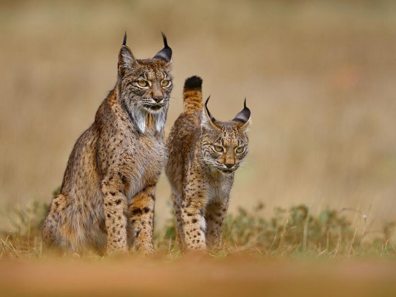 Iberian Lynx: Mediterranean Monarch