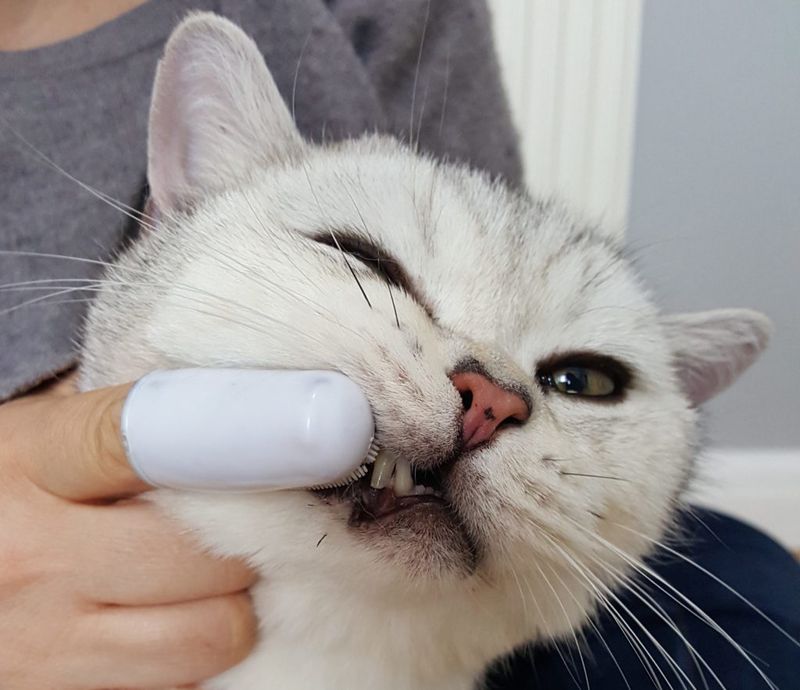 Ignoring Dental Health