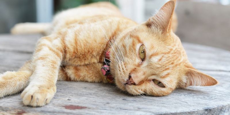 Ignoring Signs of Illness