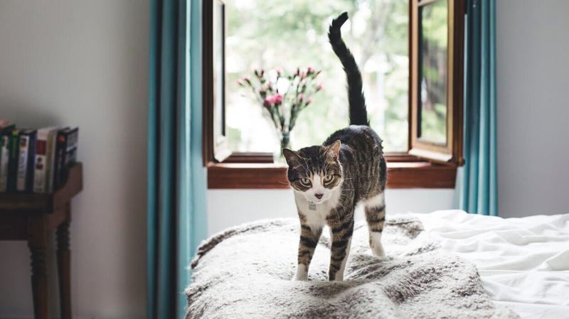 Ignoring Tail Language