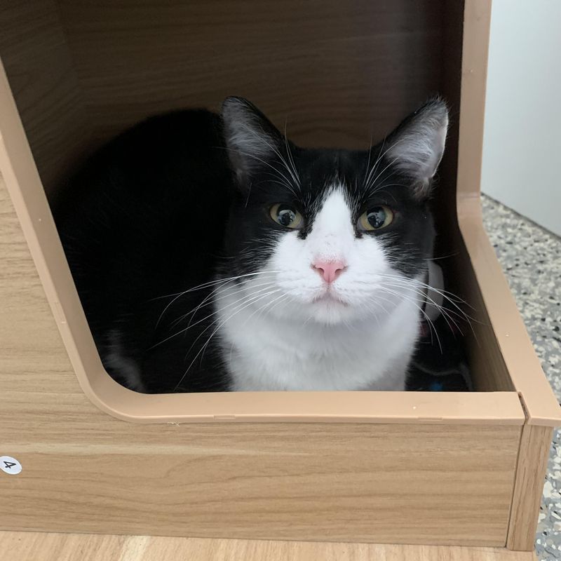 Illinois – Shelter-adopted Cats