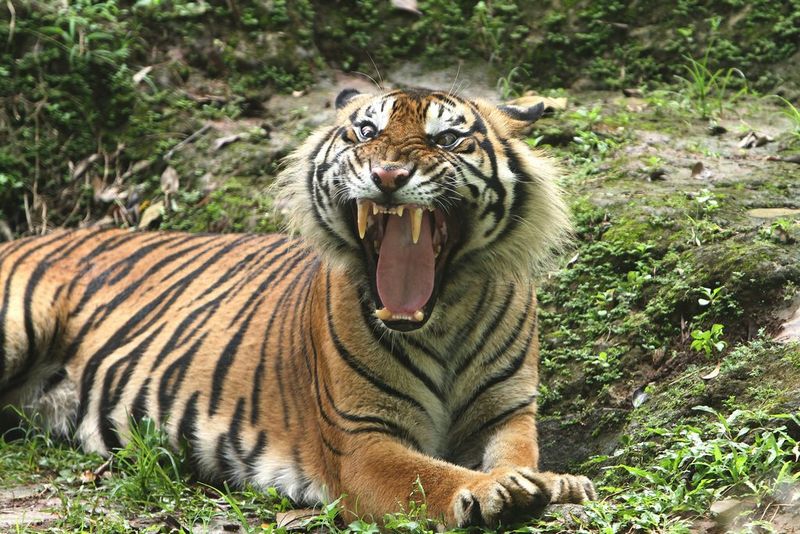 Impressive Roar
