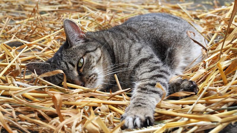 Inadequate Shelter Options
