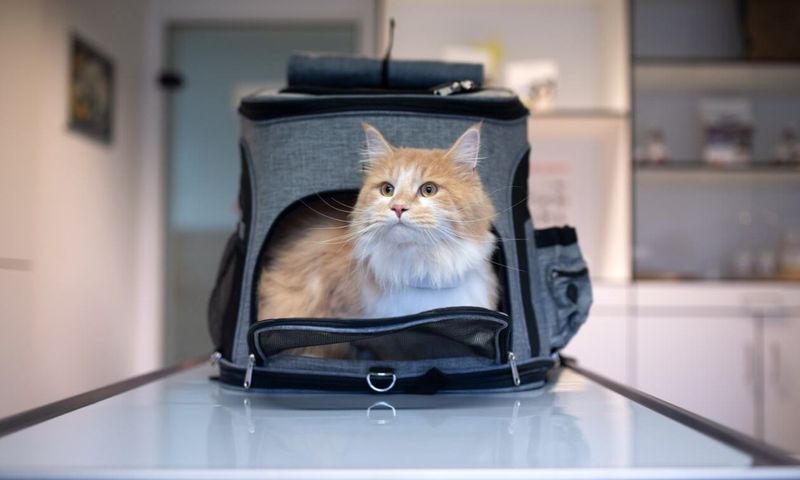 Inappropriate Carrier Introduction
