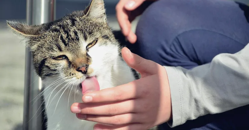 Increased Grooming Of Owners