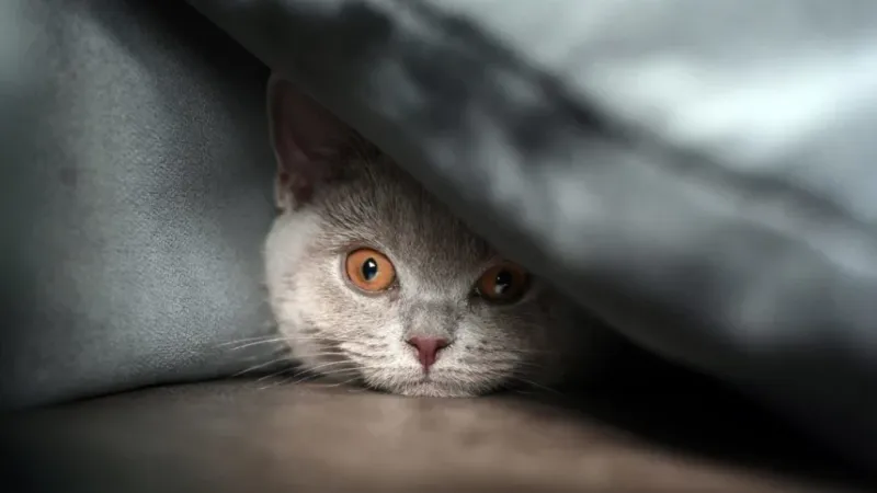 Increased Hiding