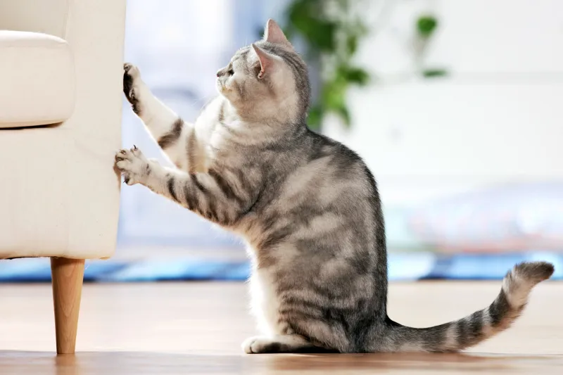 Increased Scratching Of Furniture