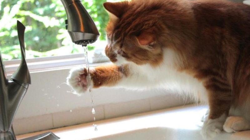 Increased Water Consumption