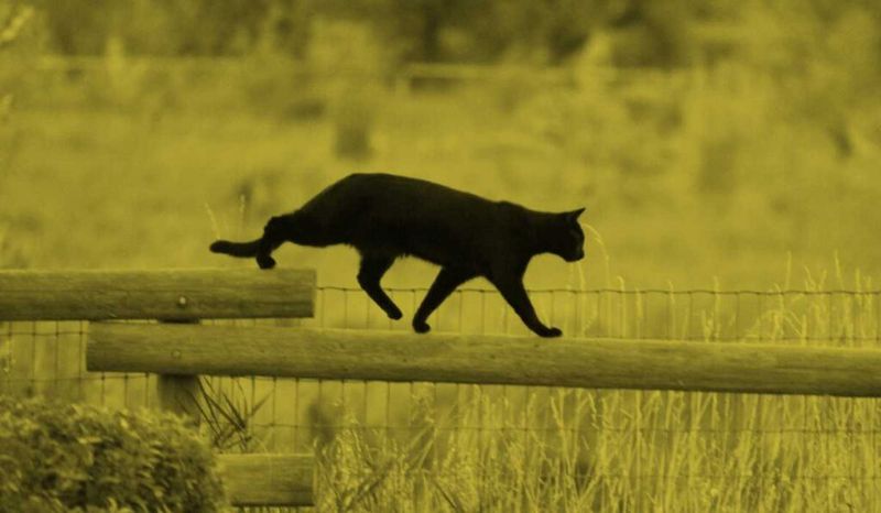 India's Path-Crossing Curse Cat