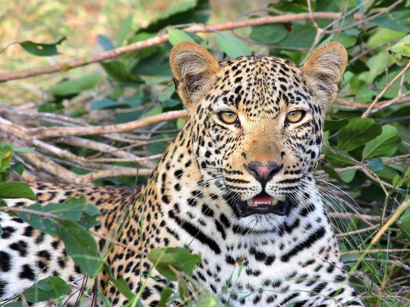 Indochinese Leopard