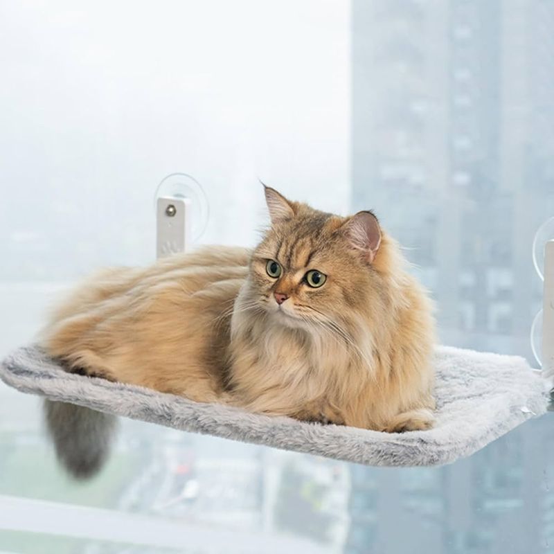 Indoor Adaptability: Persians Thrive in Apartment Living