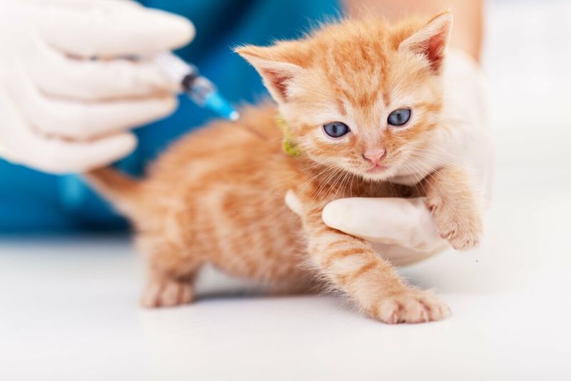 Indoor Cats Don't Need Vaccines