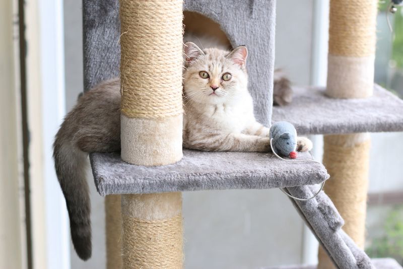 Indoor Cats Don't Need Exercise