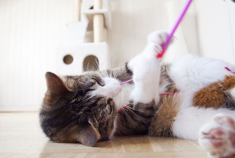 Indoor Cats Need Environmental Enrichment