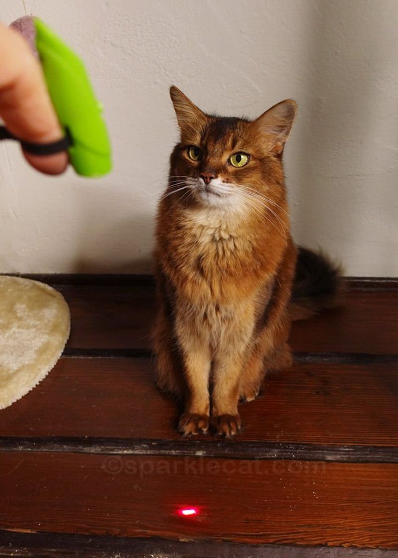 Indoor Playtime