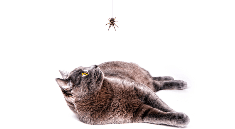 Insects and Arachnids