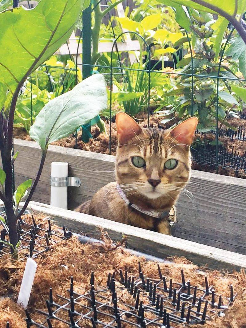 Install a Plant Barrier Fence