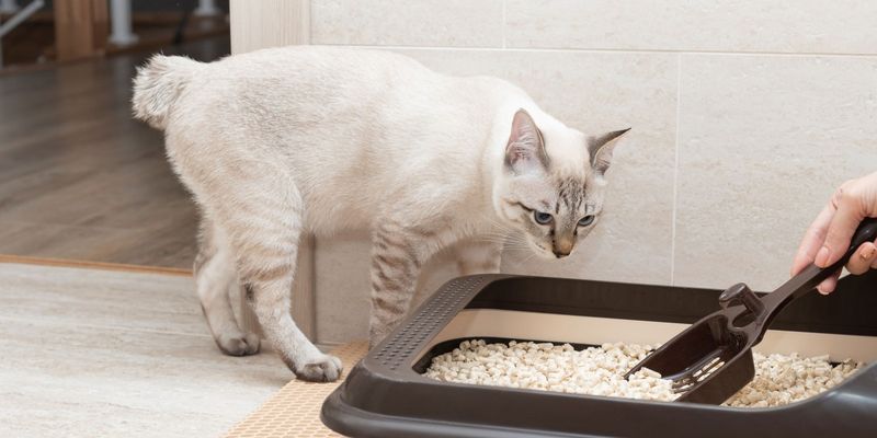 Insufficient Litter Box Maintenance