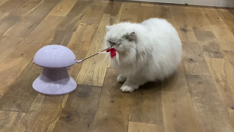 Interactive Laser Toy