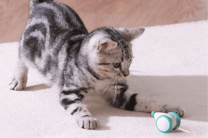 Interactive Toys
