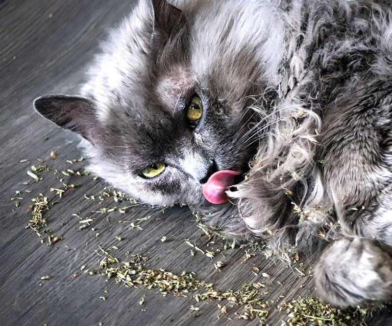 Introduce Catnip and Silver Vine